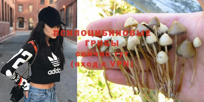 Псилоцибиновые грибы Magic Shrooms  Бавлы 